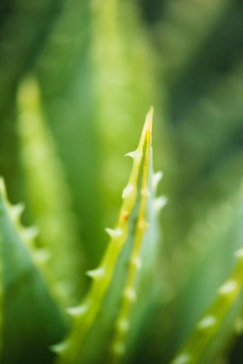 Super Star Ingredient-Aloe Vera